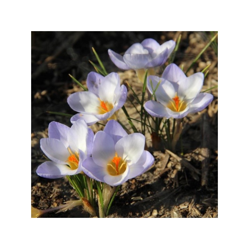 Crocus 'Blue Bird'
