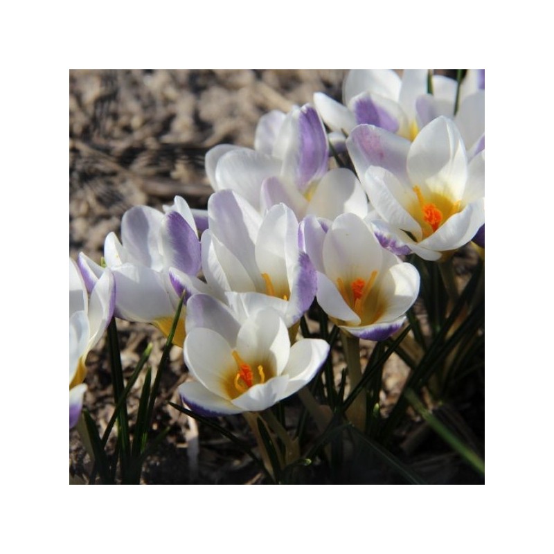 Crocus 'Blue Bird'