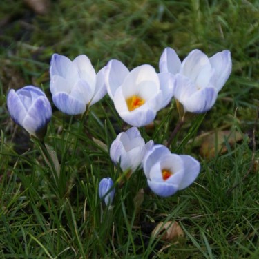 Crocus 'Blue Pearl'
