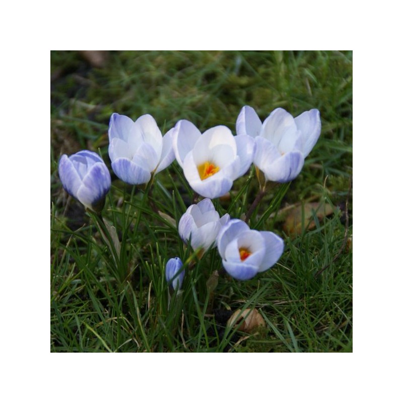 Crocus 'Blue Pearl'