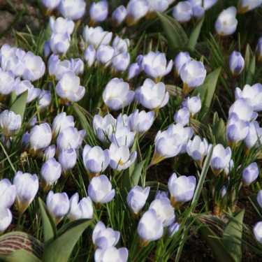 Crocus 'Blue Pearl'