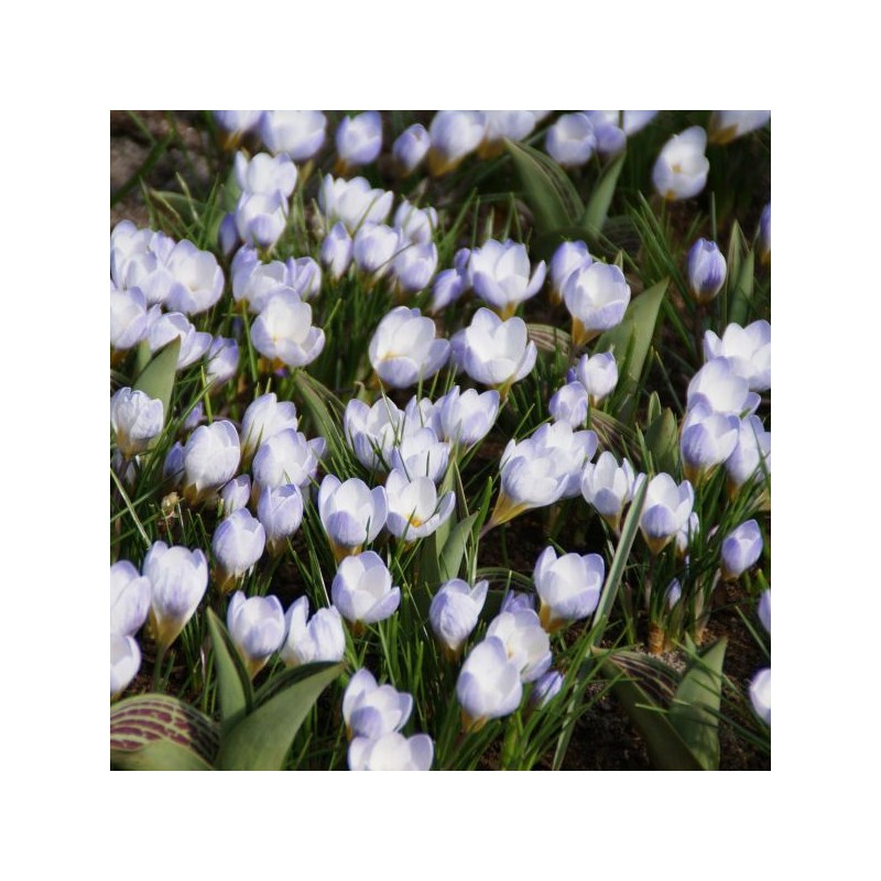 Crocus 'Blue Pearl'
