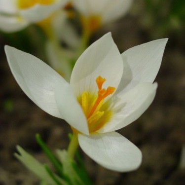 Crocus 'Bowles' White'