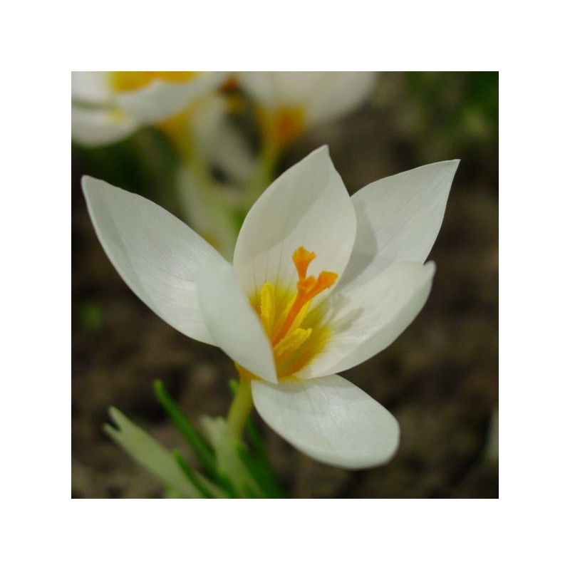Crocus 'Bowles' White'