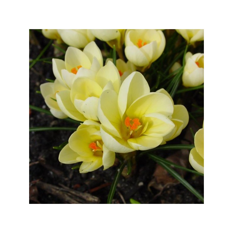 Crocus 'Cream Beauty'