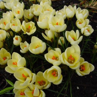 Crocus 'Cream Beauty'