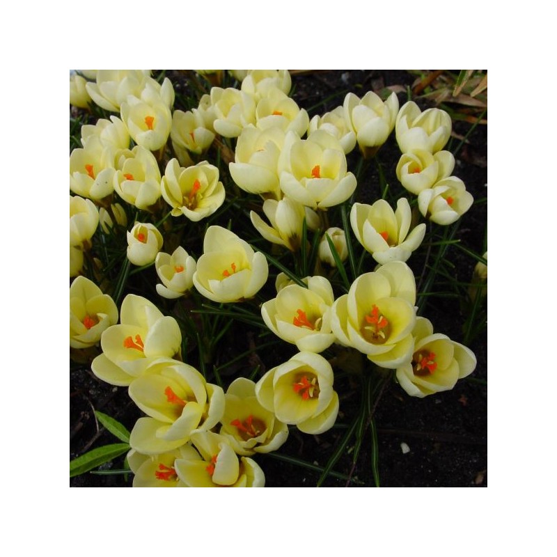 Crocus 'Cream Beauty'