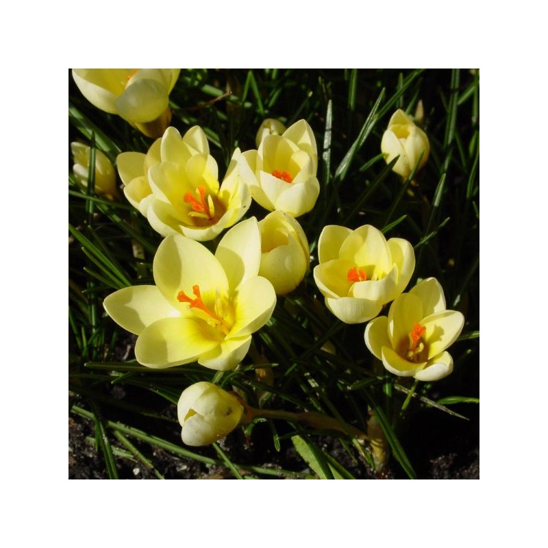 Crocus 'Cream Beauty'