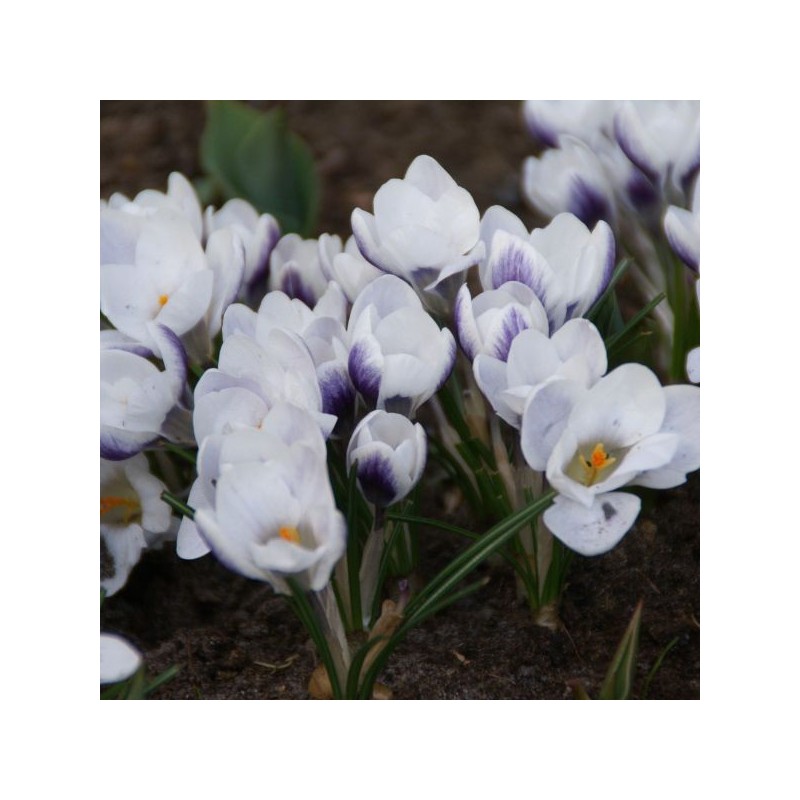 Crocus 'Prins Claus'
