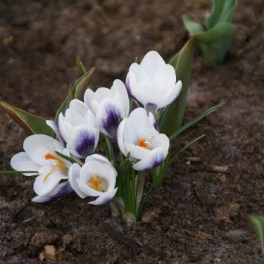 Crocus 'Prins Claus'