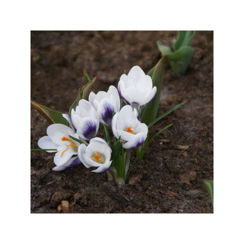 Crocus 'Prins Claus'