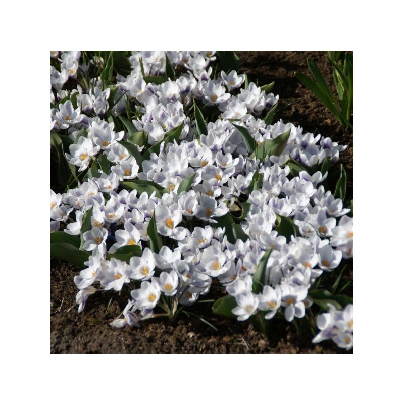 Crocus 'Prins Claus'