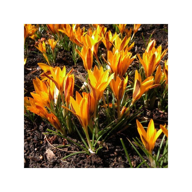 Crocus angustifolius