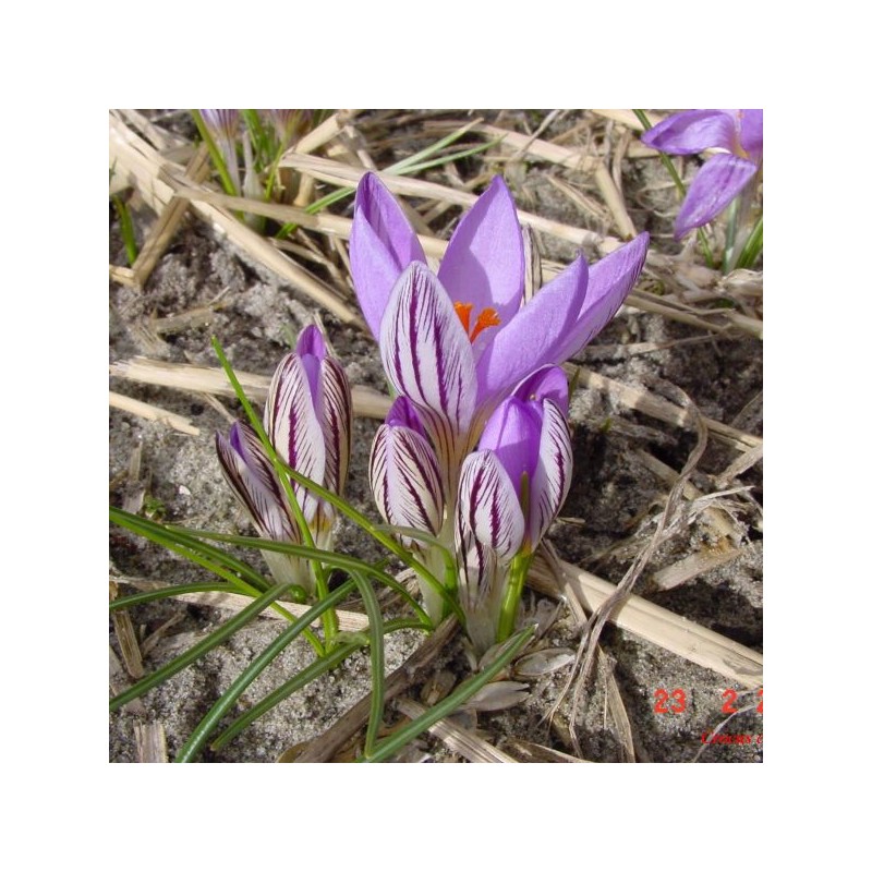 Crocus corsicus