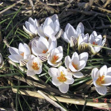 Crocus biflorus subsp. biflorus