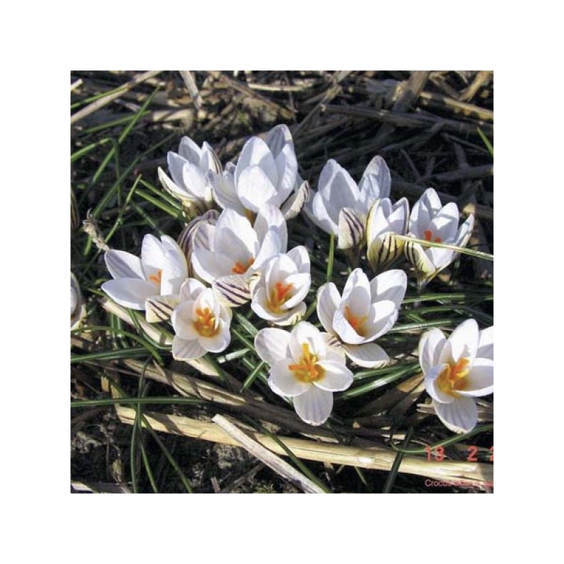 Crocus biflorus subsp. biflorus