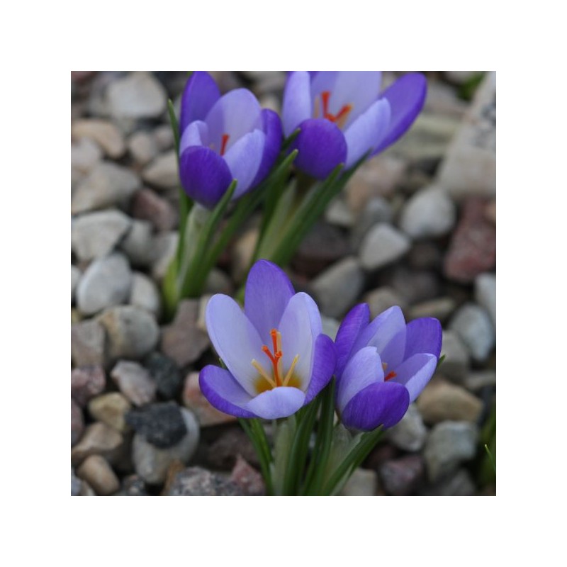 Crocus biflorus subsp. tauri