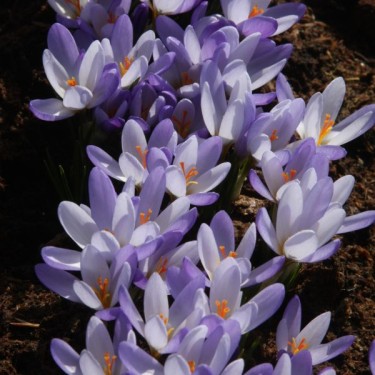 Crocus biflorus subsp. tauri
