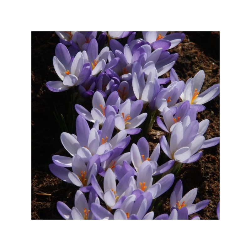Crocus biflorus subsp. tauri