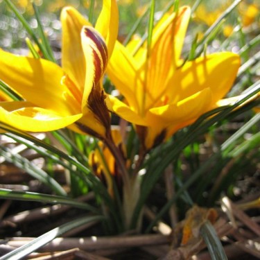 Crocus angustifolius
