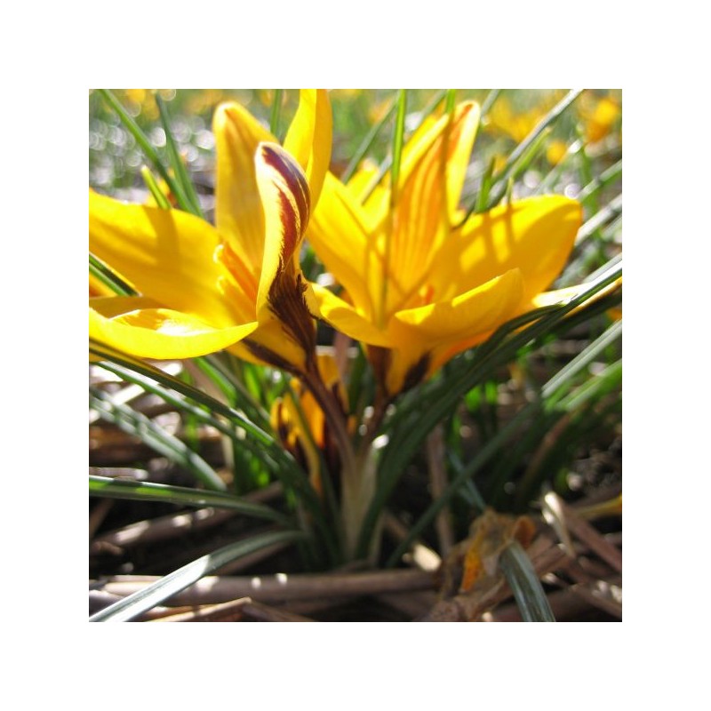 Crocus angustifolius