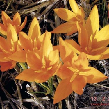 Crocus flavus subsp. flavus
