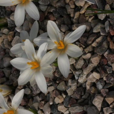 Crocus korolkowii 'Albus'