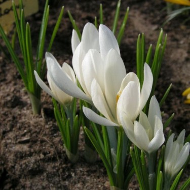 Crocus korolkowii 'Albus'