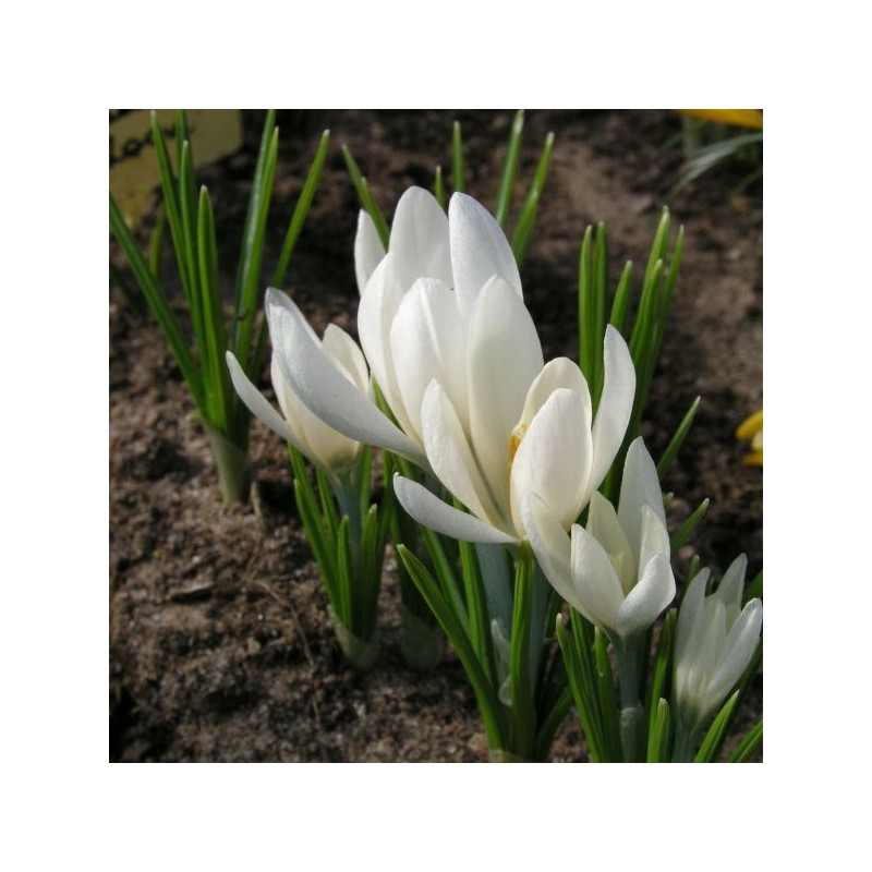 Crocus korolkowii 'Albus'