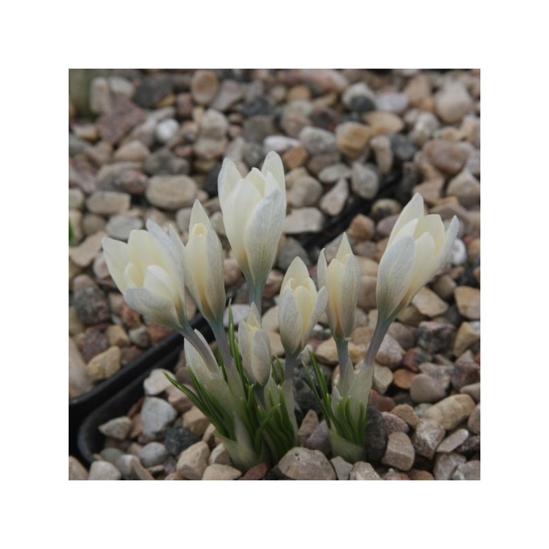 Crocus korolkowii 'Albus'