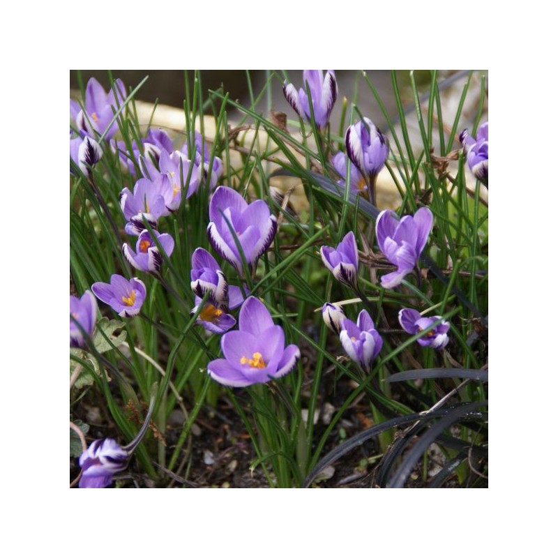 Crocus minimus