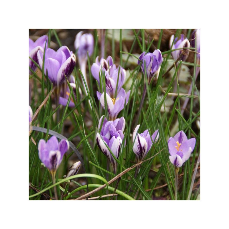 Crocus minimus