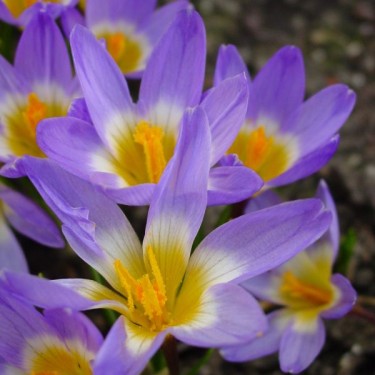 Crocus sieberi subsp. sublimis 'Tricolor'