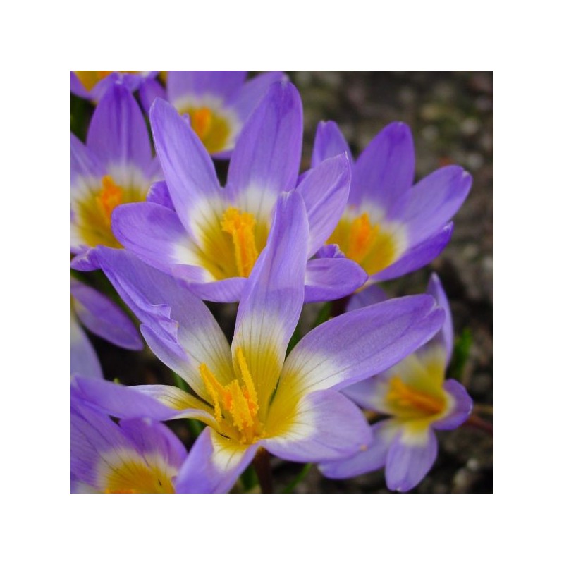 Crocus sieberi subsp. sublimis 'Tricolor'