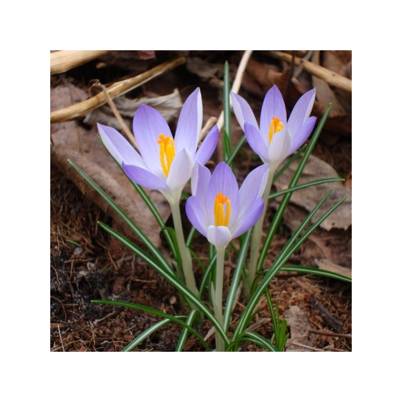 Crocus tommasinianus