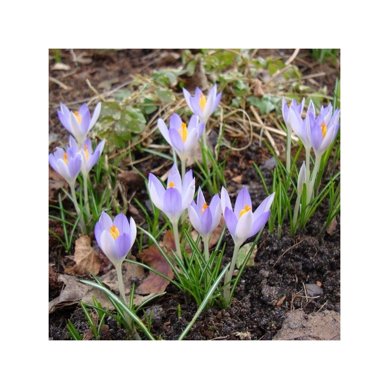 Crocus tommasinianus