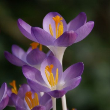Crocus tommasinianus 'Barr's Purple' 