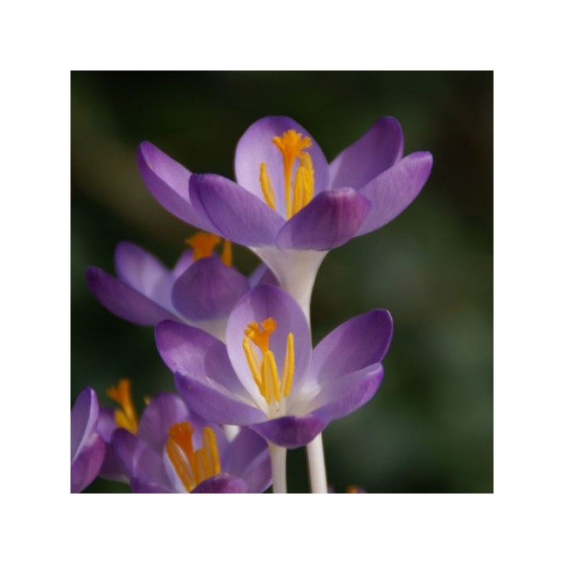 Crocus tommasinianus 'Barr's Purple' 