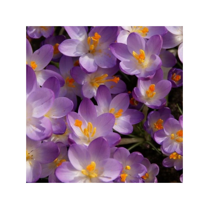 Crocus tommasinianus 'Barr's Purple' 