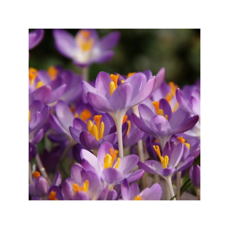 Crocus tommasinianus 'Barr's Purple' 