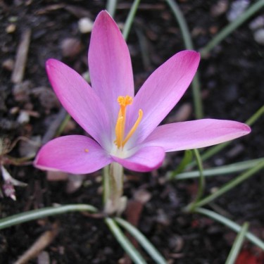 Crocus tommasinianus 'Roseus'