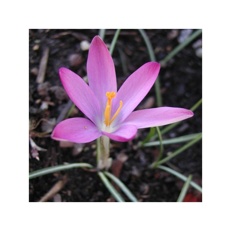 Crocus tommasinianus 'Roseus'