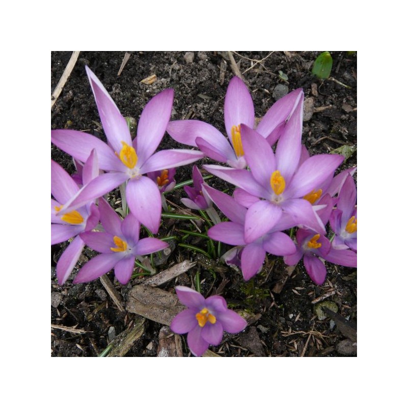 Crocus tommasinianus 'Roseus'