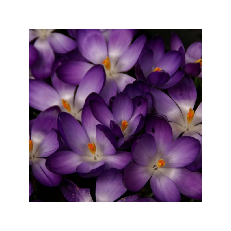 Crocus tommasinianus 'Ruby Giant'