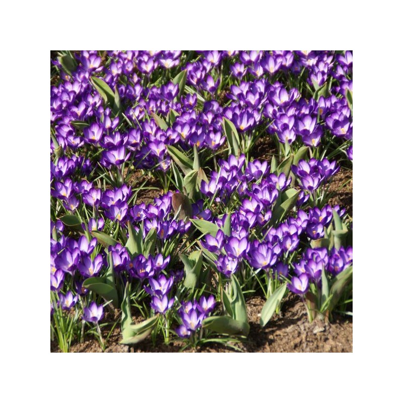 Crocus tommasinianus 'Ruby Giant'