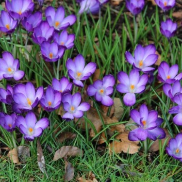 Crocus tommasinianus 'Ruby Giant'