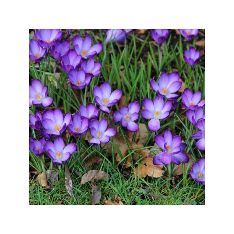 Crocus tommasinianus 'Ruby Giant'