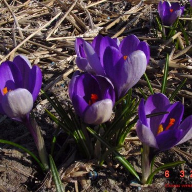 Crocus vernus subsp. vernus