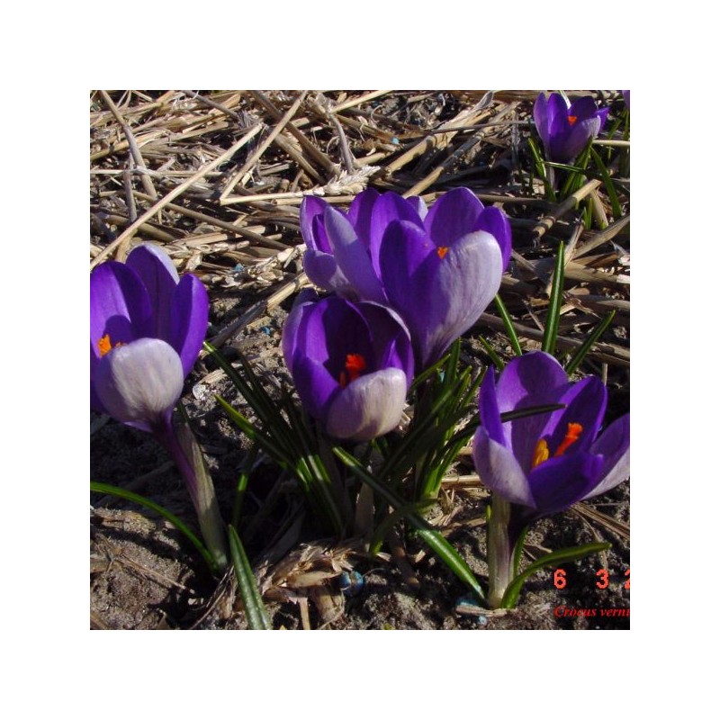 Crocus vernus subsp. vernus