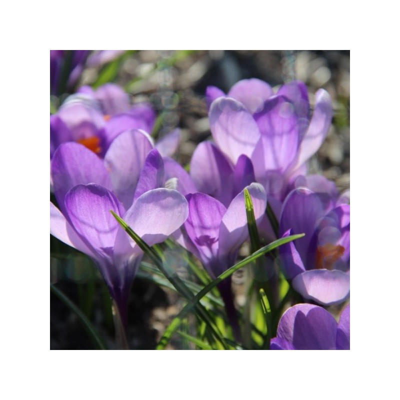 Crocus vernus subsp. vernus